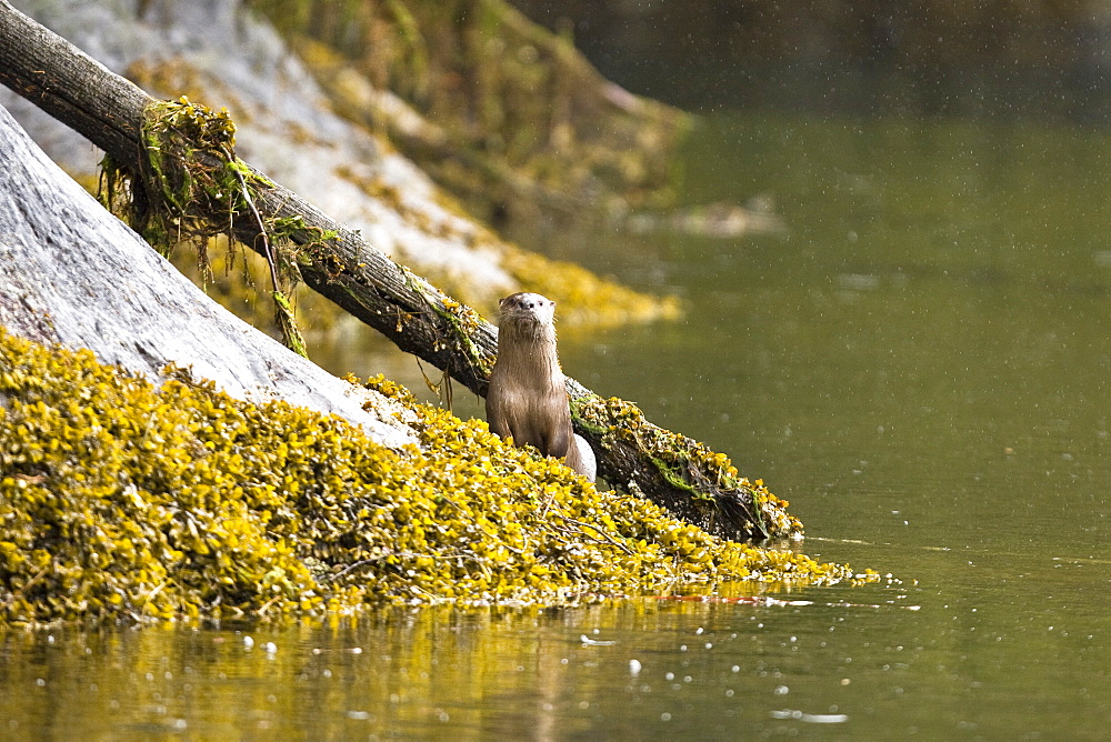 An adult north American river otter (Lutra canadensis) in Misty Fjords National Monument, southeast Alaska, USA.