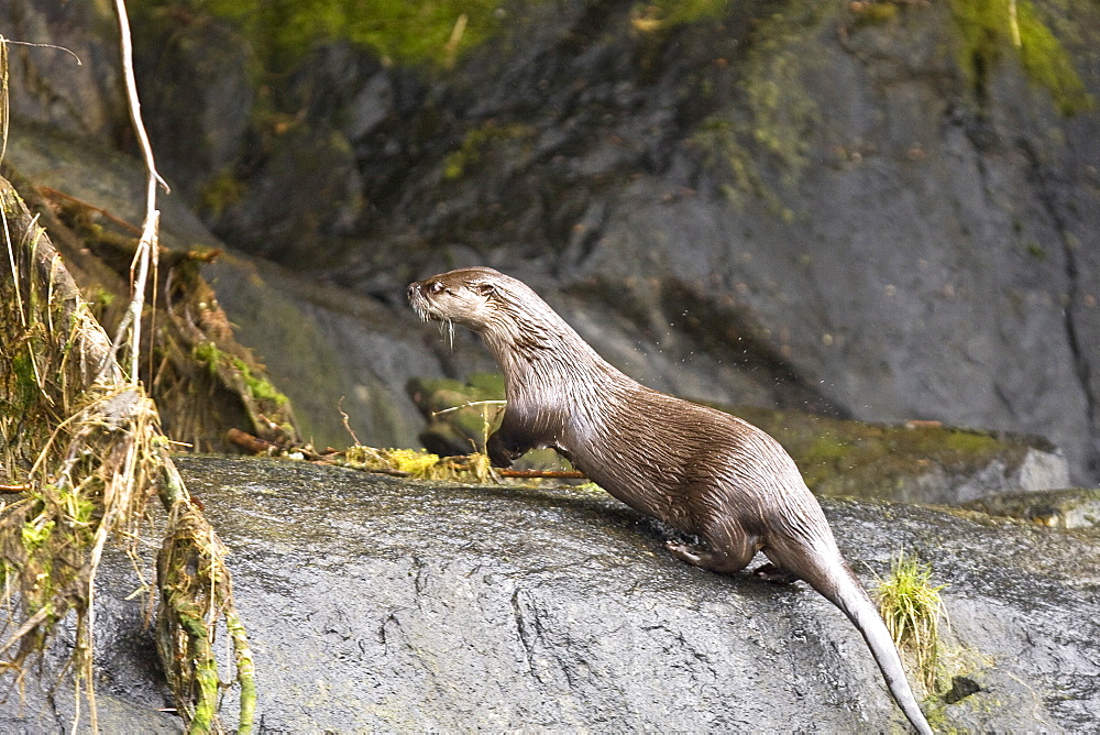 An adult north American river otter (Lutra canadensis) in Misty Fjords National Monument, southeast Alaska, USA.