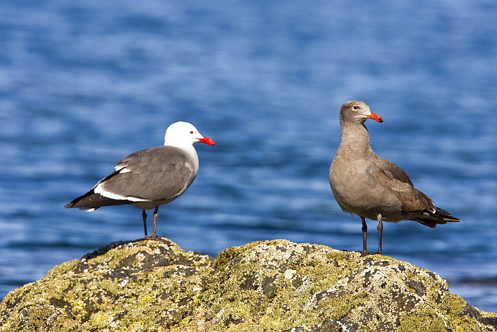 Adult (L) and juvenile (R) Heermann's gull (Larus heermanni) on their breeding grounds on Isla Rasa in the middle Gulf of California (Sea of Cortez), Mexico