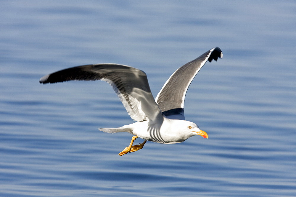 Yellow-footed Gull (Larus livens) in the Gulf of California (Sea of Cortez), Mexico. This species is enedemic to only the Gulf of California.