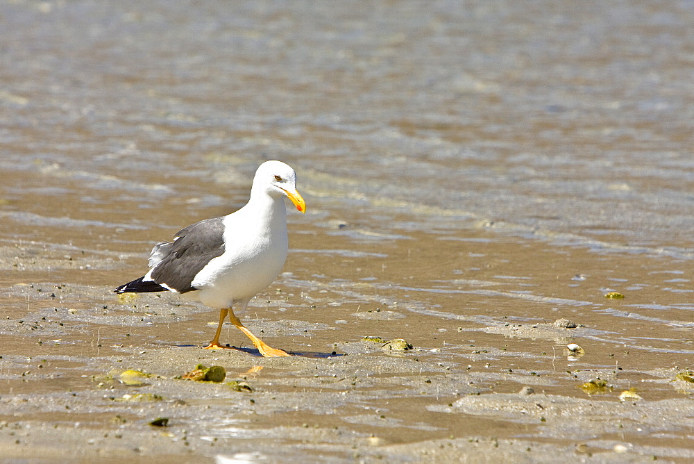 Yellow-footed Gull (Larus livens) in the Gulf of California (Sea of Cortez), Mexico. This species is enedemic to only the Gulf of California.