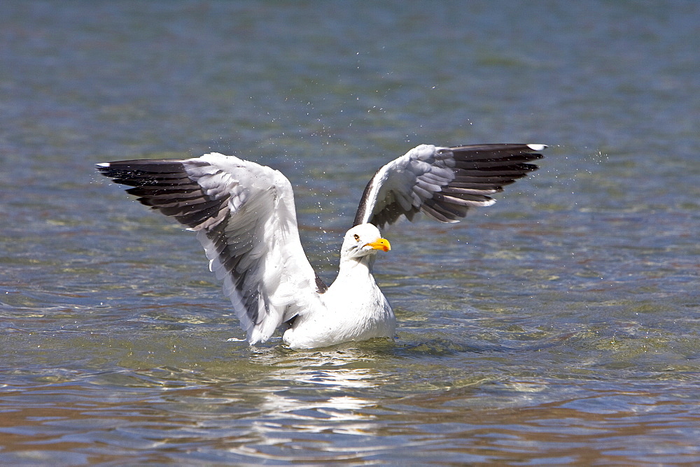 Yellow-footed Gull (Larus livens) in the Gulf of California (Sea of Cortez), Mexico. This species is enedemic to only the Gulf of California.