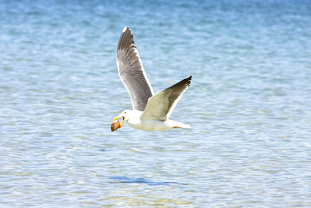 Adult yellow-footed Gull (Larus livens) in the Gulf of California (Sea of Cortez), Mexico