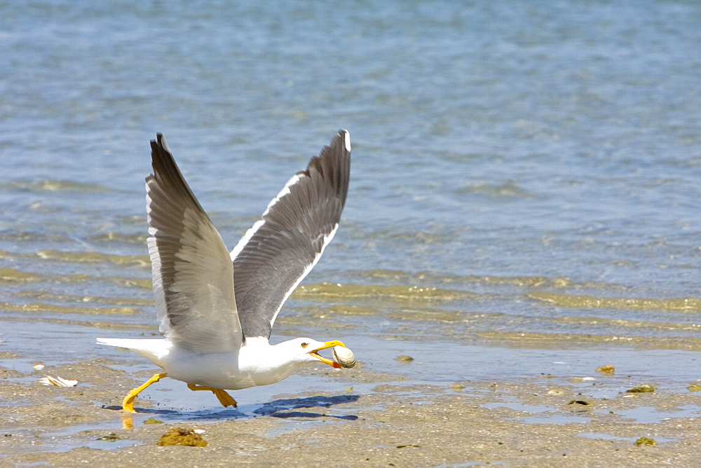 Adult yellow-footed Gull (Larus livens) in the Gulf of California (Sea of Cortez), Mexico