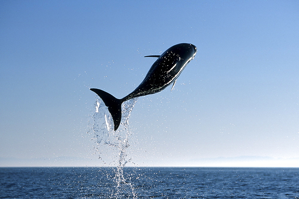 Bottlenose Dolphin, Tursiops truncatus, leaping in silhouette in the northern Gulf of California, Mexico
(Restricted Resolution - pls contact us)