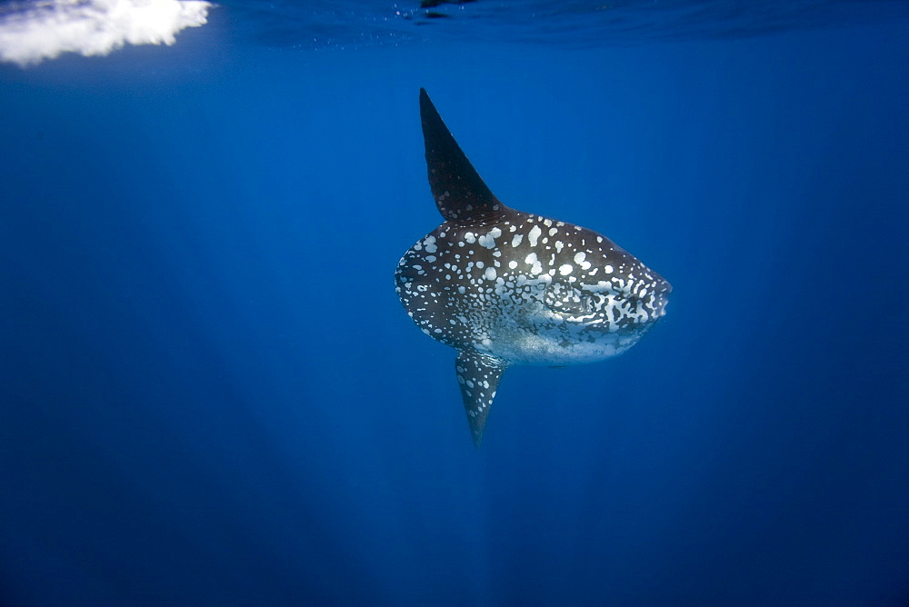 Adult oceanic sunfish (Mola mola) underwater off  the west side of Isabela Island in the deep waters surrounding the Galapagos Island Archipeligo, Ecuador. Pacific Ocean.