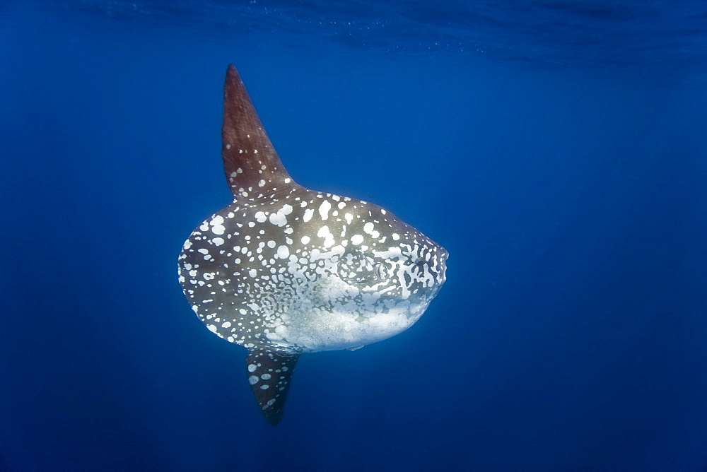 Adult oceanic sunfish (Mola mola) underwater off  the west side of Isabela Island in the deep waters surrounding the Galapagos Island Archipeligo, Ecuador. Pacific Ocean.