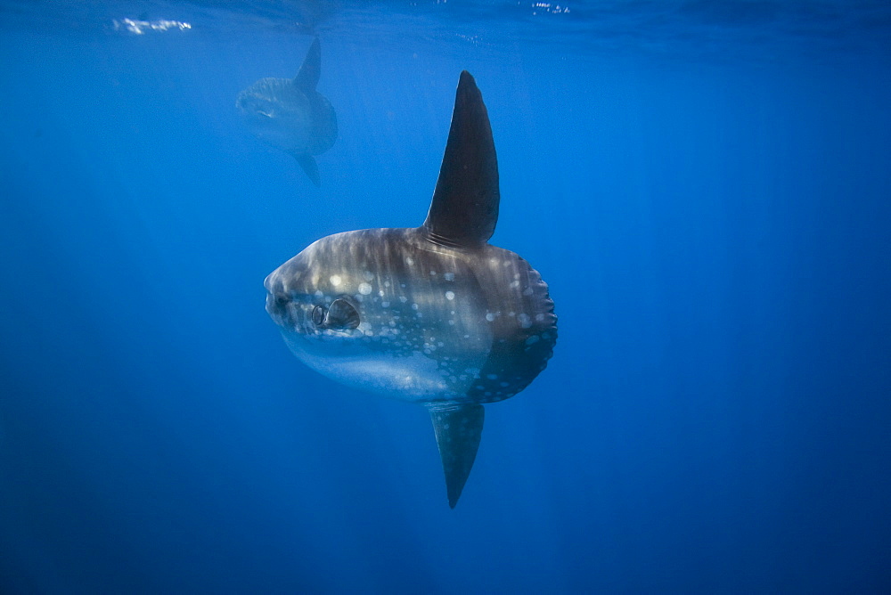 Adult oceanic sunfish (Mola mola) underwater off  the west side of Isabela Island in the deep waters surrounding the Galapagos Island Archipeligo, Ecuador. Pacific Ocean.