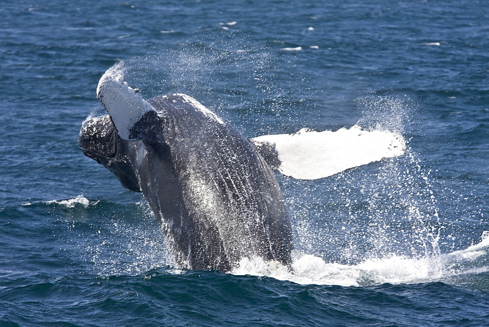 Two adult humpback whales (Megaptera novaeangliae) off Isla Magdalena in the Pacific Ocean, Baja California Sur, Mexico.