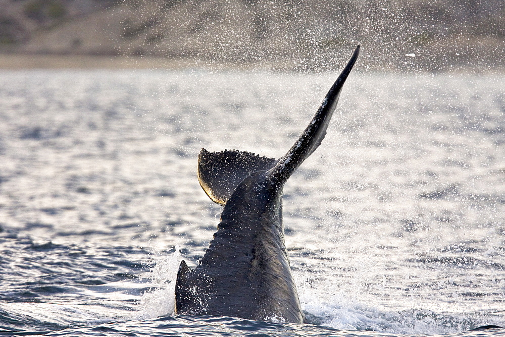 Humpback whale (Megaptera novaeangliae) calf tail-lobbing off Gorda Banks near San Jose del Cabo in the lower Gulf of California (Sea of Cortez), Baja California Sur, Mexico.