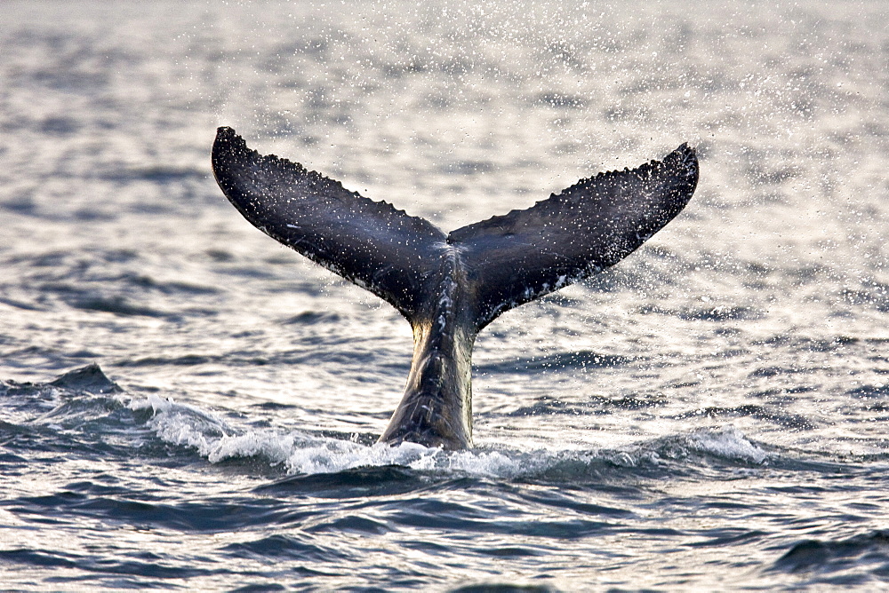 Humpback whale (Megaptera novaeangliae) calf tail-lobbing off Gorda Banks near San Jose del Cabo in the lower Gulf of California (Sea of Cortez), Baja California Sur, Mexico.