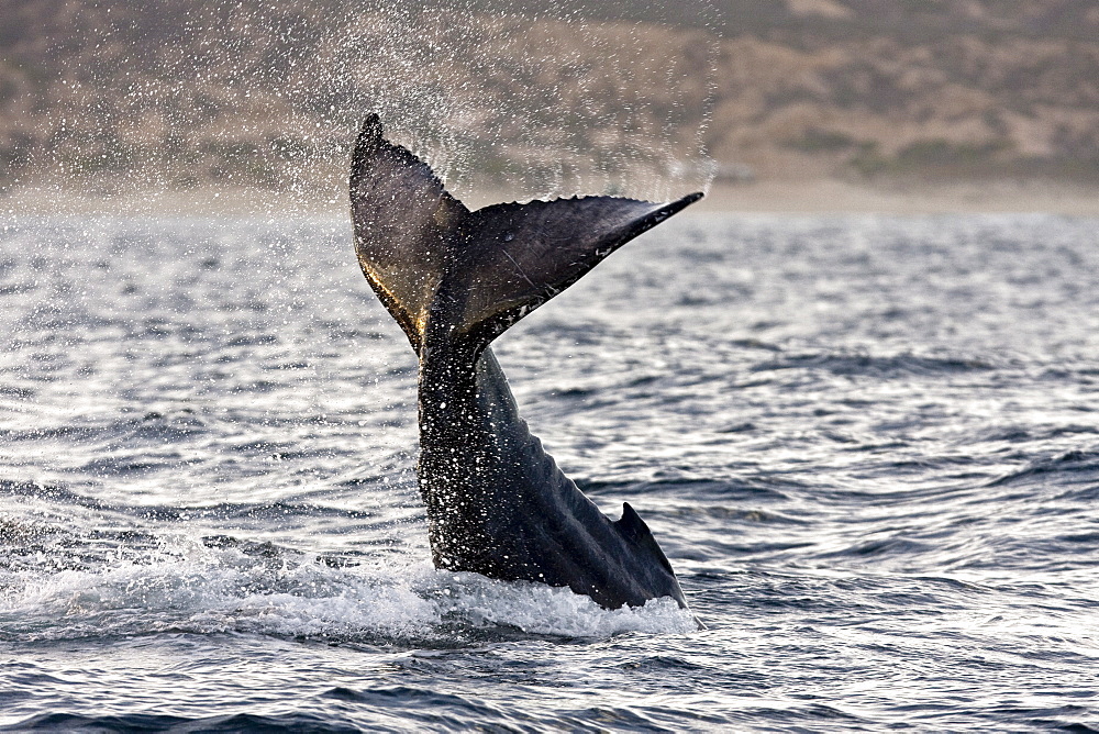 Humpback whale (Megaptera novaeangliae) calf tail-lobbing off Gorda Banks near San Jose del Cabo in the lower Gulf of California (Sea of Cortez), Baja California Sur, Mexico.