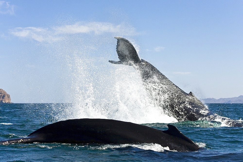 Humpback whale pair (Megaptera novaeangliae) tail-lobbing off Isla Danzante near Puerto Escondido in the lower Gulf of California (Sea of Cortez), Baja California Sur, Mexico.