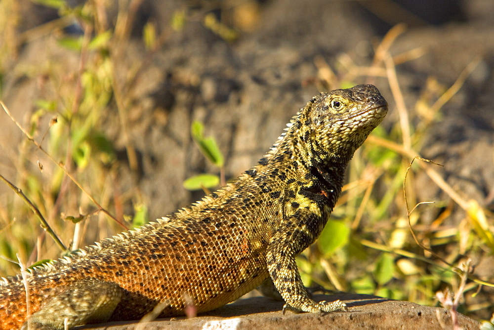 Lava lizard (Microlophus spp) in the Galapagos Island Archipeligo. Many of the islands within the Galapagos Island Archipeligo have their own endemic species.