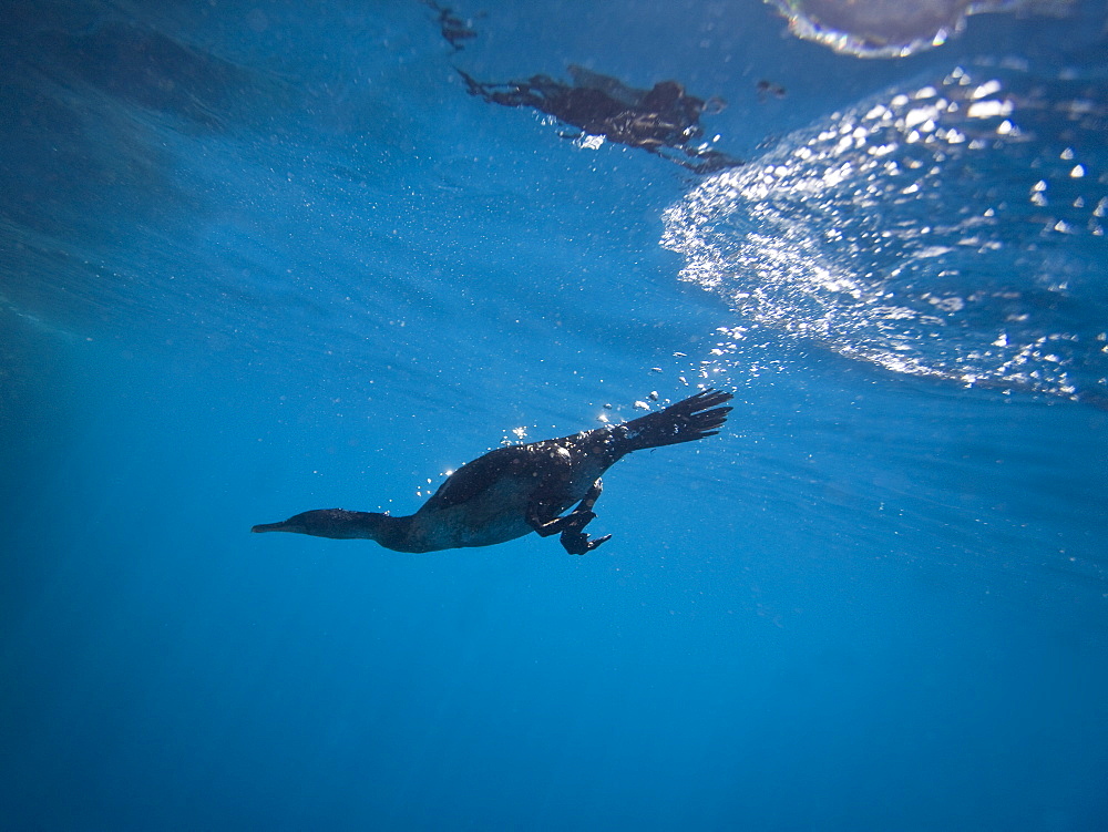 Flightless cormorant (Nannopterum harrisi) demonstrating its amazing swimming ability on Isabella Island in the Galapagos Island Group, Ecuador