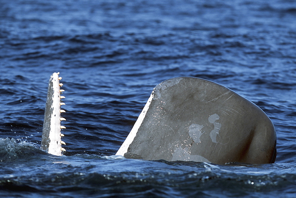 Sub-adult Sperm Whale, Physeter macrocephalus, spy-hopping in northern Gulf of California, Mexico
