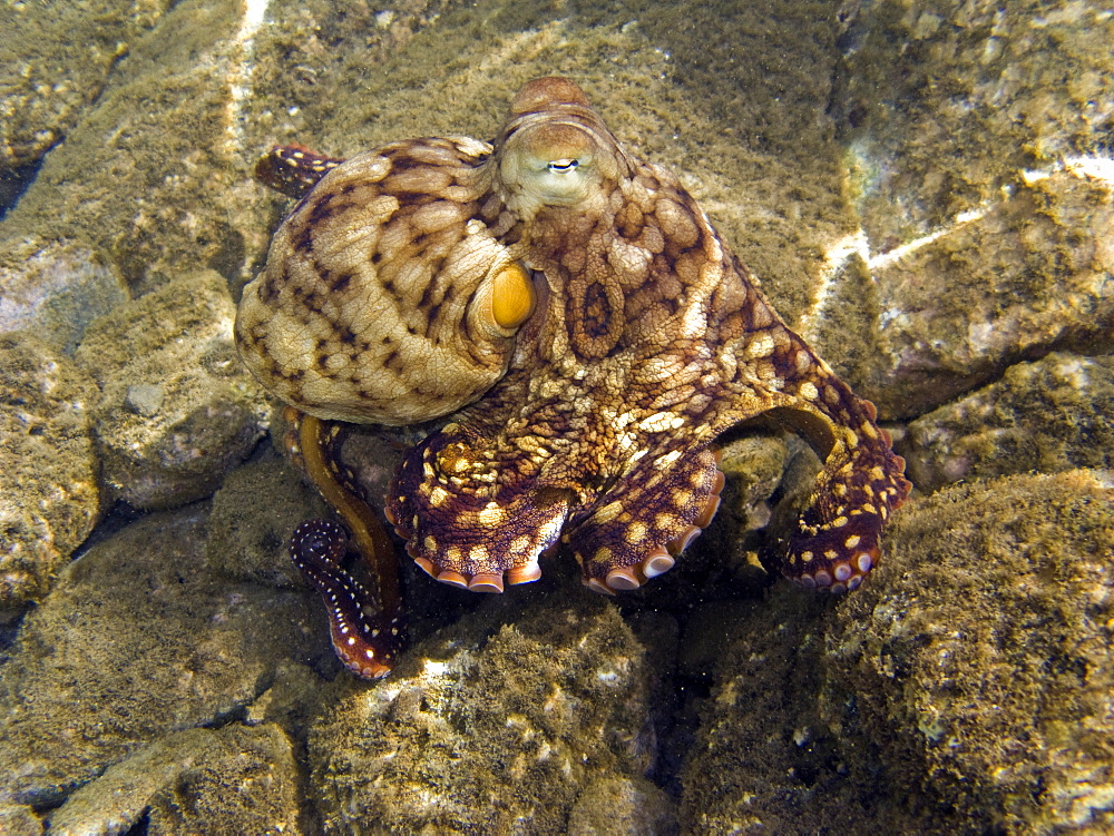 An adult day or Cyanea octopus (Octopus cyanea) changing color and texture in the marine preserve at Honolua Bay on the northwest side of Maui, Hawaii, USA. Pacific Ocean