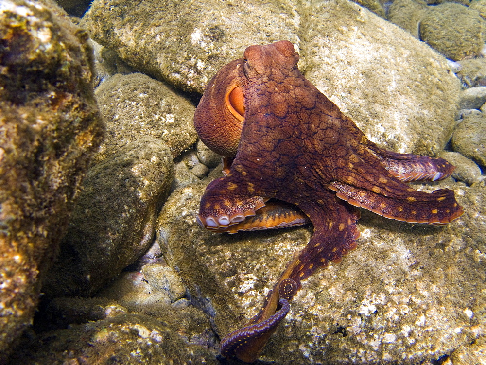 An adult day or Cyanea octopus (Octopus cyanea) changing color and texture in the marine preserve at Honolua Bay on the northwest side of Maui, Hawaii, USA. Pacific Ocean