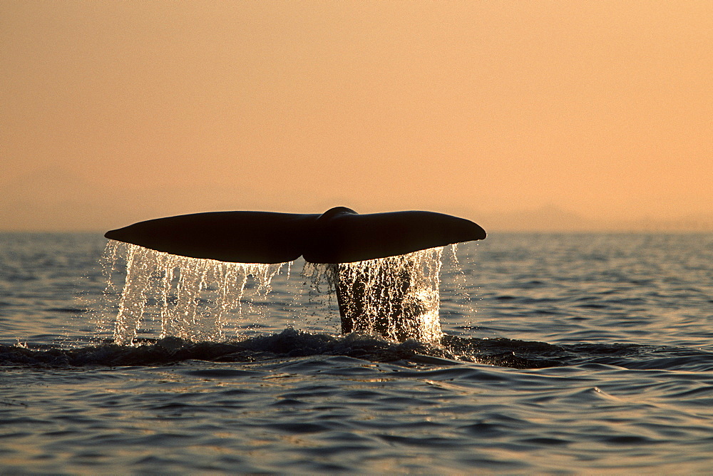 Sperm Whale, Physeter macrocephalus, fluke-up dive at sunset in northern Gulf of California, Mexico
