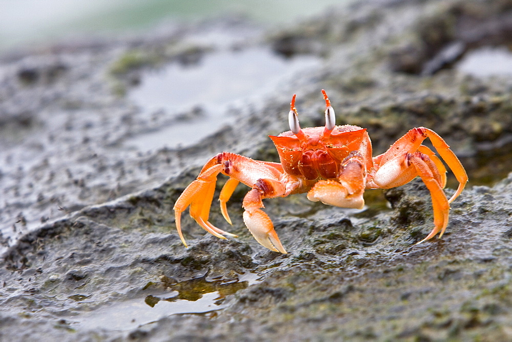 Adult ghost crabs (Ocypode sp.) on lava at low tide in Puerto Egas on Santiago Island in the Galapagos Island Archipelago, Ecuador