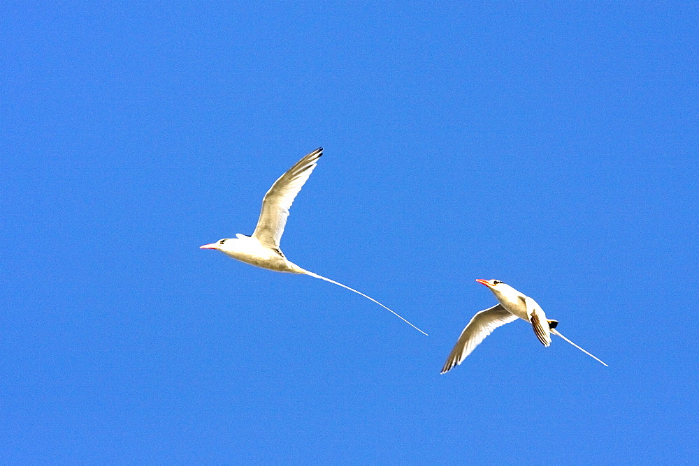 Red-billed Tropicbird (Phaethon aethereus) pair in flight over Isla San Pedro Martir in the Gulf of California (Sea of Cortez), Mexico.