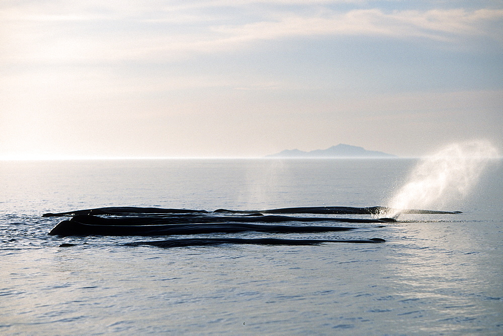 Sperm Whale, Physeter macrocephalus, pod, logging behavior, in the northern Gulf of California, Mexico
