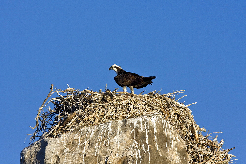 Adult osprey (Pandion haliaetus) on nest on tiny Isla Rasa in the upper Gulf of California (Sea of Cortez) Baja California Norte, Mexico.