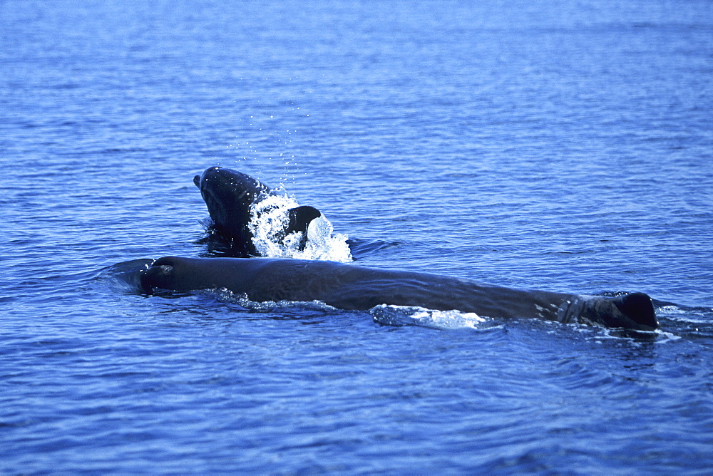 Sperm Whale Calf, Physeter macrocephalus, surfacing with Bottlenose Dolphins in the northern Gulf of California, Mexico
