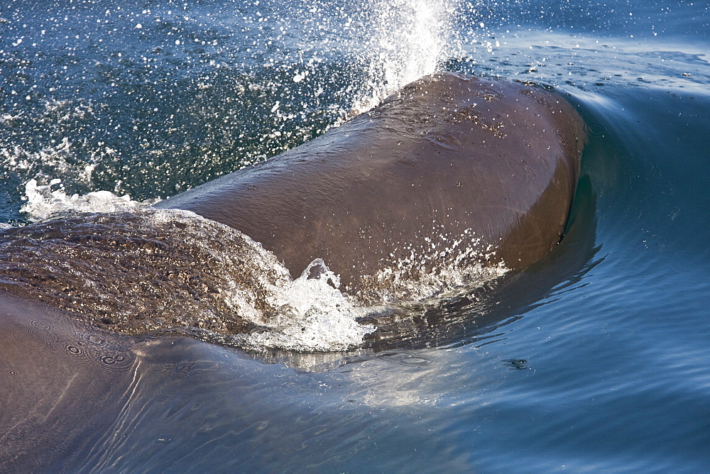 Sperm Whale (Physeter macrocephalus) in the mid-riff Island area of the Gulf of California (Sea of Cortez), Sonora, Mexico