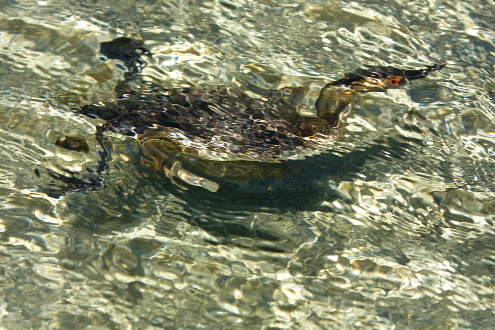 Young eared grebe (Podiceps nigricollis) fishing in a shallow bay on Isla Danzante in the lower Gulf of California (Sea of Cortez), Baja California Sur, Mexico.