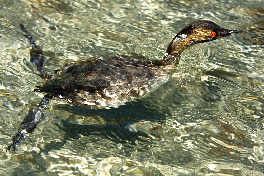 Young eared grebe (Podiceps nigricollis) fishing in a shallow bay on Isla Danzante in the lower Gulf of California (Sea of Cortez), Baja California Sur, Mexico.