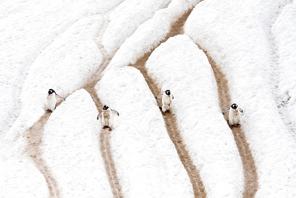 Adult gentoo penguins (Pygoscelis papua) going and returning from sea to feed, Neko Harbour in Andvord Bay, Antarctica