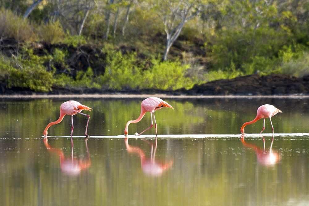 Greater flamingo (Phoenicopterus ruber) foraging for small pink shrimp (Artemia salina), Galapagos Island Archipelago, Ecuador