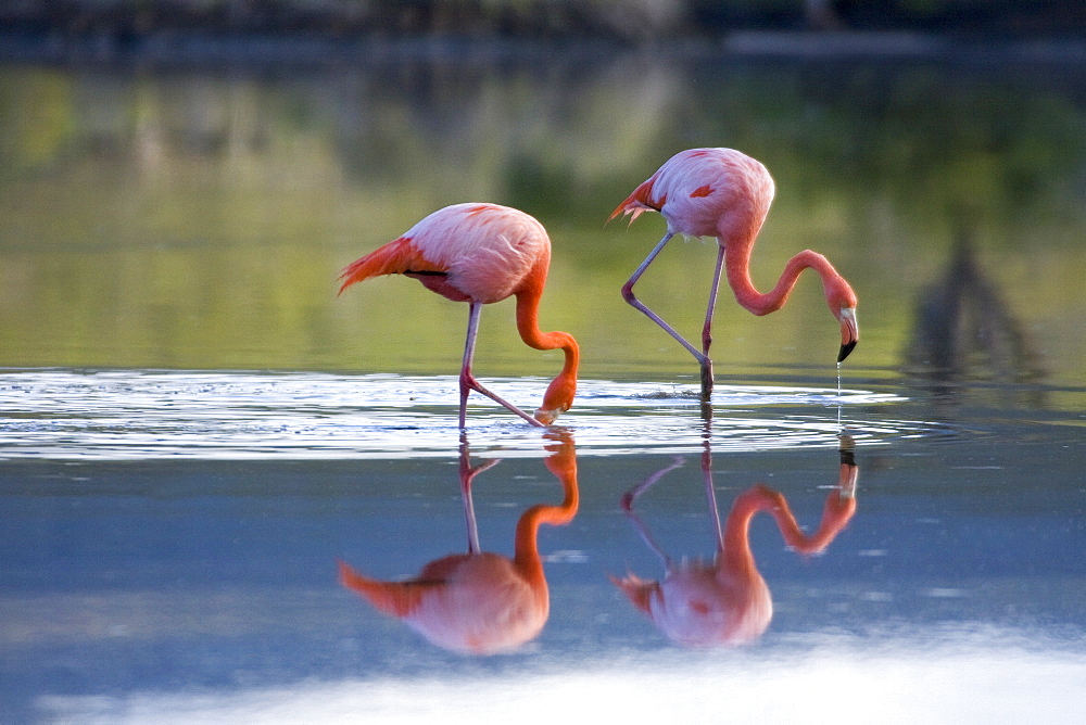 Greater flamingo (Phoenicopterus ruber) foraging for small pink shrimp (Artemia salina), Galapagos Island Archipelago, Ecuador