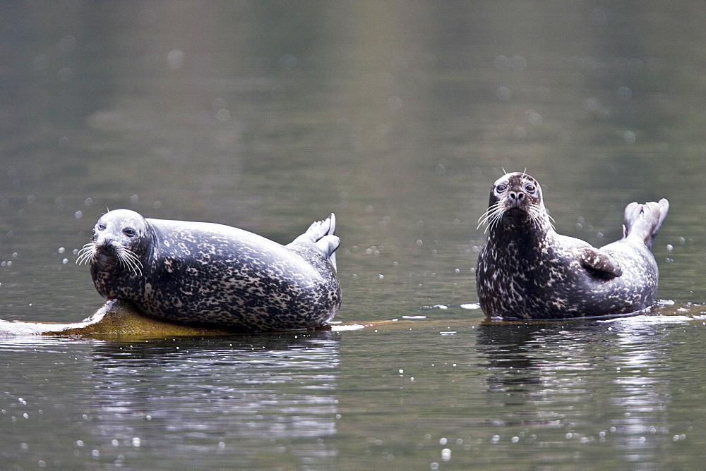 Adult harbor seals (Phoca vitulina) hauled out and resting on a semi-submerged log in punchbowl inside Misty Fiords National Monument, Southeast Alaska, USA