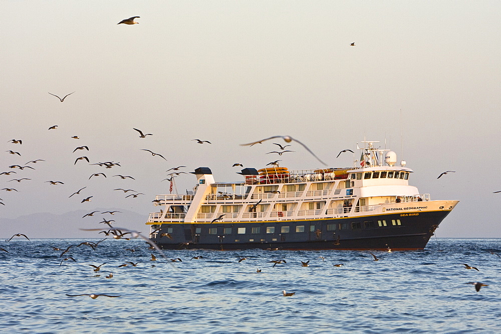 The Lindblad expedition ship National Geographic Sea Bird from around the Gulf of California (Sea of Cortez) and the Baja Peninsula, Mexico.