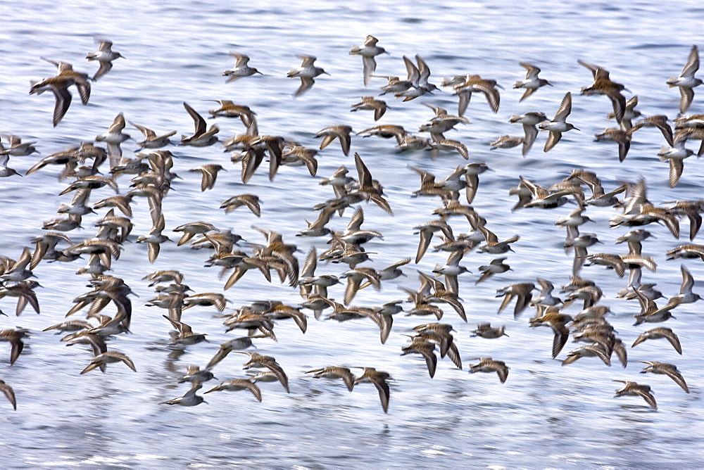 Various shorebirds flocking at low tide to feed just outside Sitka, southeast Alaska, USA. Pacific Ocean.