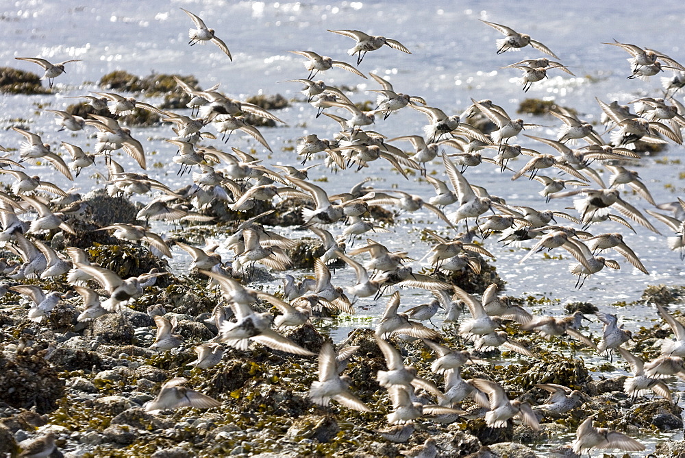 Various shorebirds flocking at low tide to feed just outside Sitka, southeast Alaska, USA. Pacific Ocean.