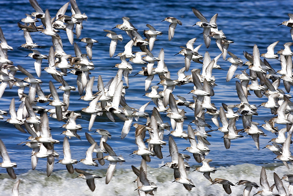 Various shorebirds flocking at low tide to feed just outside Sitka, southeast Alaska, USA. Pacific Ocean.