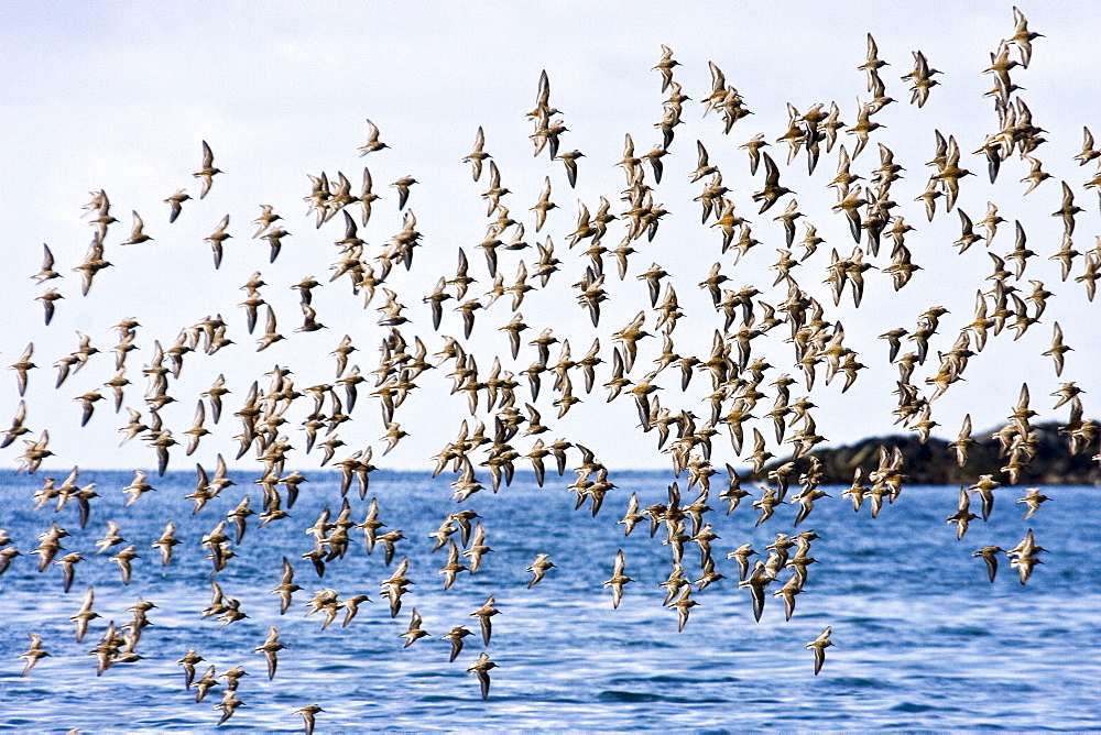 Various shorebirds flocking at low tide to feed just outside Sitka, southeast Alaska, USA. Pacific Ocean.