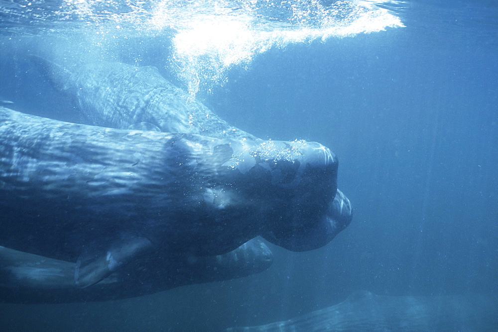 Sperm Whale, Physeter macrocephalus, young, social rubbing in the northern Gulf of California, Mexico
