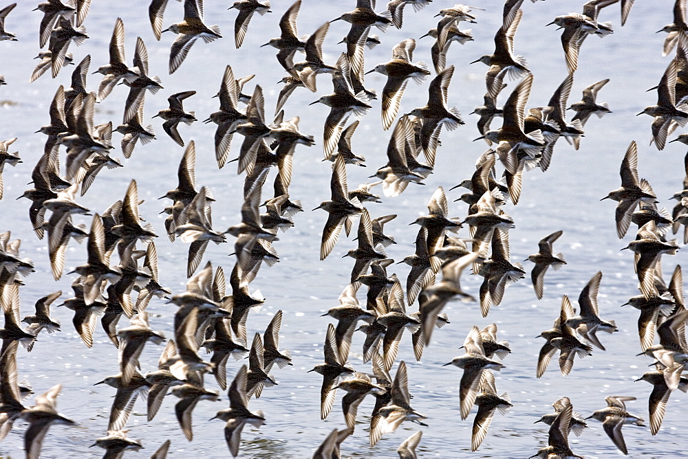 Various shorebirds flocking at low tide to feed just outside Sitka, southeast Alaska, USA. Pacific Ocean.