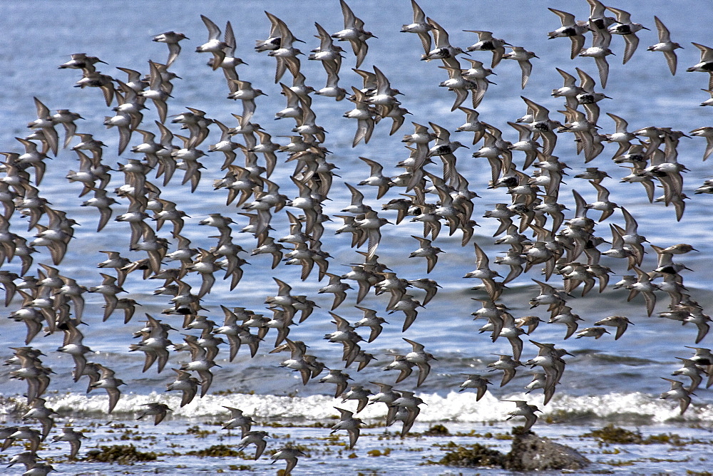 Various shorebirds flocking at low tide to feed just outside Sitka, southeast Alaska, USA. Pacific Ocean.