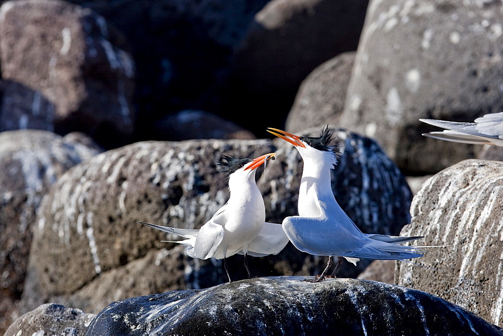 Elegant terns (Sterna elegans) nesting on tiny and remote Isla Rasa in the middle Gulf of California (Sea of Cortez), Mexico