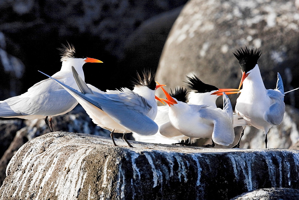 Elegant terns (Sterna elegans) nesting on tiny and remote Isla Rasa in the middle Gulf of California (Sea of Cortez), Baja California Norte, Mexico