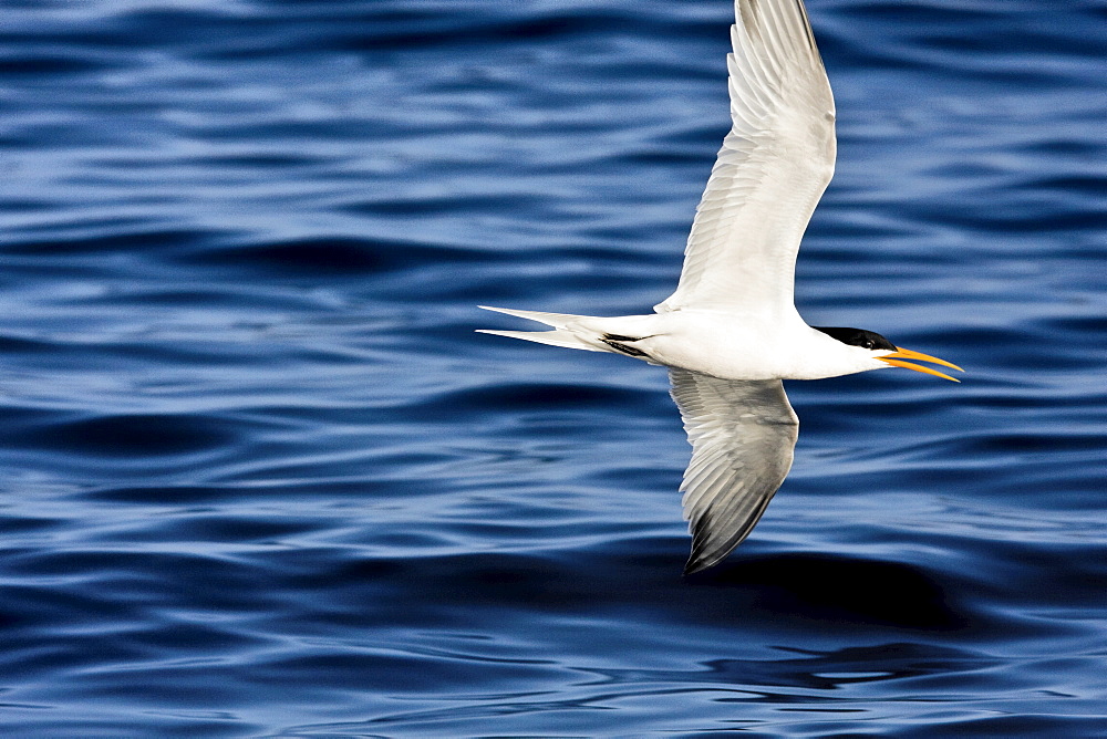 Elegant terns (Sterna elegans) nesting on tiny and remote Isla Rasa in the middle Gulf of California (Sea of Cortez), Baja California Norte, Mexico