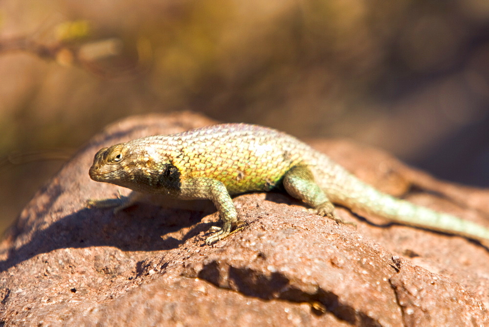 Hunsaker's Spiny Lizard (Sceloporus hunsakeri) found on Isla Espiritu Santo in the southern Gulf of California (Sea of Cortez), Mexico. 