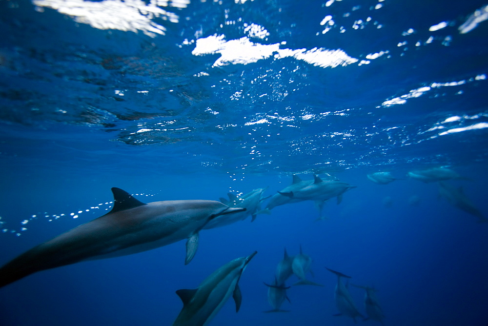 Hawaiian Spinner Dolphin pod (Stenella longirostris) underwater in Honolua Bay off the northwest coast of Maui, Hawaii, USA, Pacific Ocean