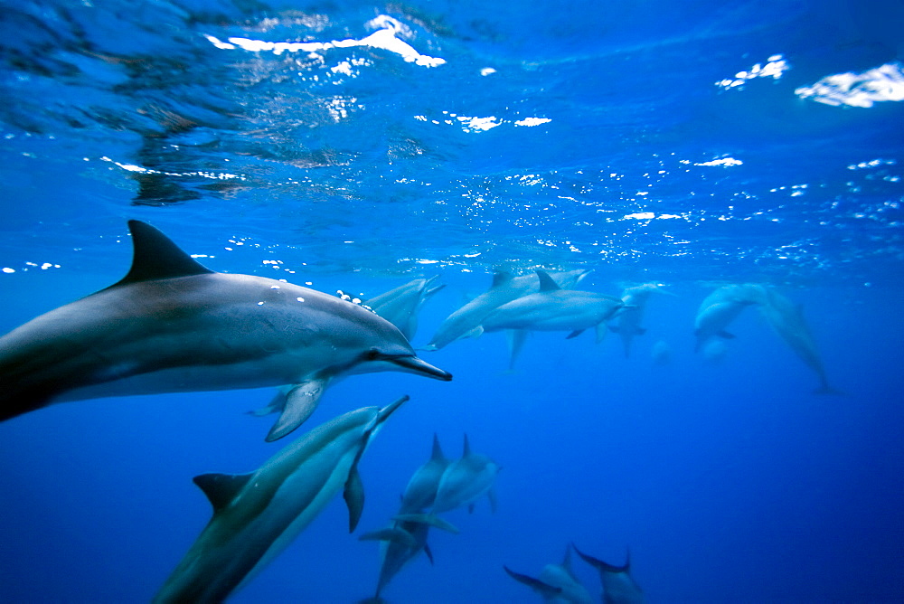 Hawaiian Spinner Dolphin pod (Stenella longirostris) underwater in Honolua Bay off the northwest coast of Maui, Hawaii, USA, Pacific Ocean