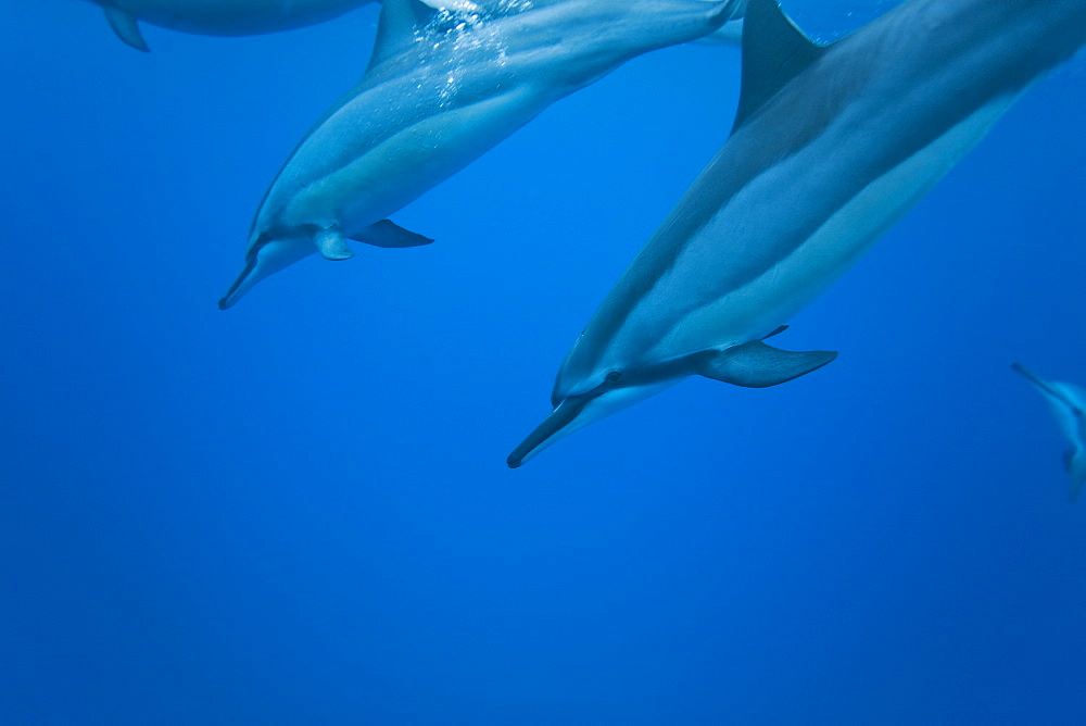Hawaiian Spinner Dolphin pod (Stenella longirostris) underwater in Honolua Bay off the northwest coast of Maui, Hawaii, USA, Pacific Ocean